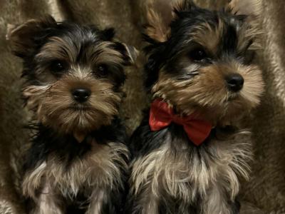 IKC Registered Yorkshire Terrier puppies in Cork