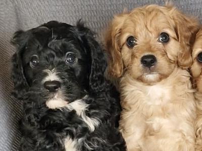 Gorgeous Cavapoo puppies in Kilkenny