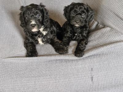Gorgeous Cavapoo puppies in Kilkenny