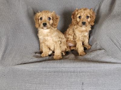 Gorgeous Cavapoo puppies in Kilkenny