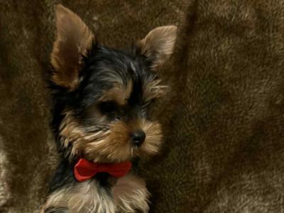 IKC Registered Yorkshire Terrier puppies in Cork