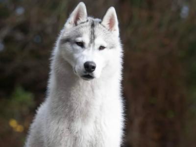 Siberian Husky X puppies in Mayo