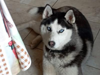 Siberian Husky X puppies in Mayo