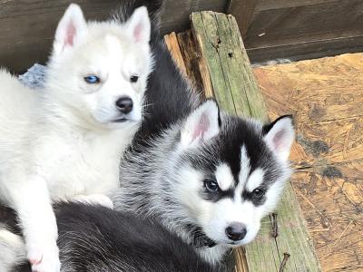 Siberian Husky X puppies in Mayo