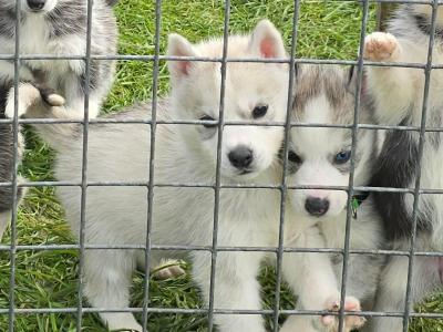 Siberian Husky X puppies in Mayo