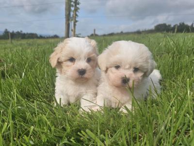 Teddybear Shih Tzu x Bichon Frise puppies in Limerick