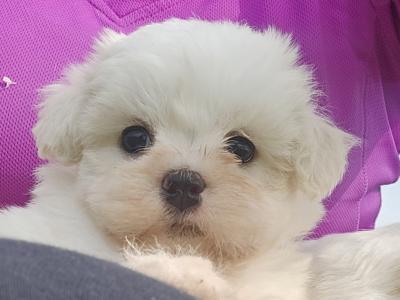 Teddybear Shih Tzu x Bichon Frise puppies in Limerick