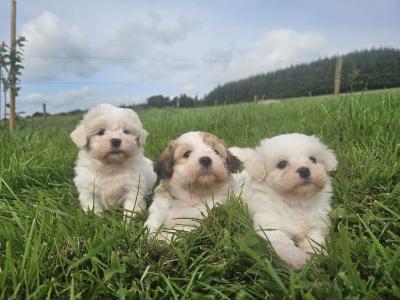 Teddybear Shih Tzu x Bichon Frise puppies in Limerick