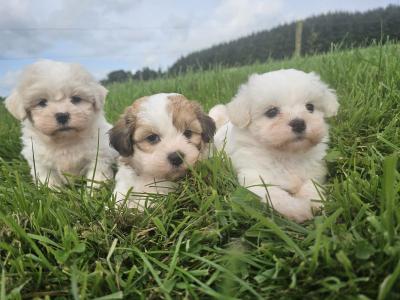 Teddybear Shih Tzu x Bichon Frise puppies in Limerick