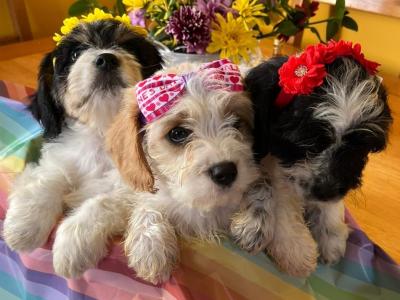Beautiful Cavapoo puppies in Tipperary