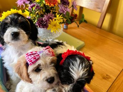 Beautiful Cavapoo puppies in Tipperary
