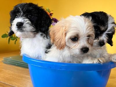 Beautiful Cavapoo puppies in Tipperary