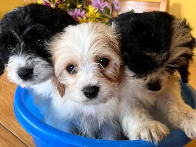 Beautiful Cavapoo puppies in Tipperary