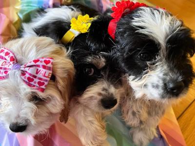 Beautiful Cavapoo puppies in Tipperary