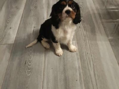 Lovely Cavalier King Charles Spaniel puppies for sale in Limerick
