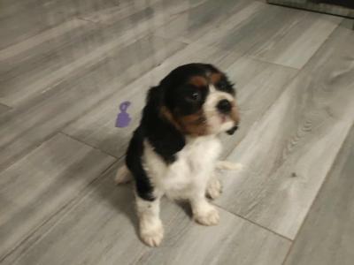 Lovely Cavalier King Charles Spaniel puppies for sale in Limerick
