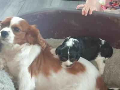 Lovely Cavalier King Charles Spaniel puppies for sale in Limerick