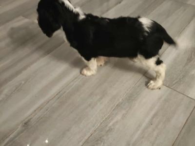 Lovely Cavalier King Charles Spaniel puppies for sale in Limerick