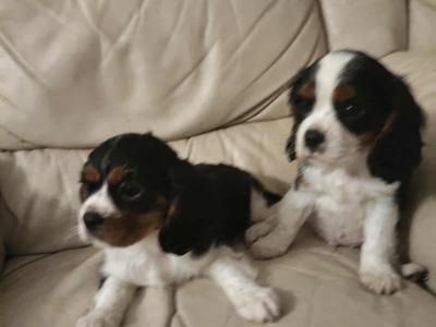 Lovely Cavalier King Charles Spaniel puppies for sale in Limerick