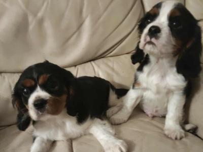 Lovely Cavalier King Charles Spaniel puppies for sale in Limerick