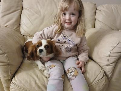 Lovely Cavalier King Charles Spaniel puppies for sale in Limerick