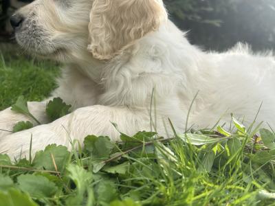 IKC Registered Golden Retriever puppies in Offaly