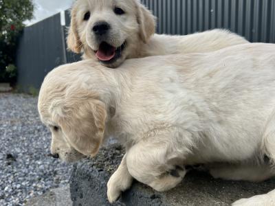 IKC Registered Golden Retriever puppies in Offaly