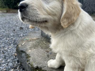 IKC Registered Golden Retriever puppies in Offaly