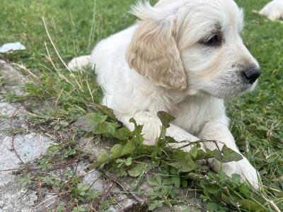 IKC Registered Golden Retriever puppies in Offaly