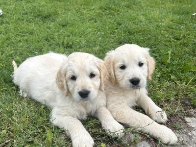 IKC Registered Golden Retriever puppies in Offaly