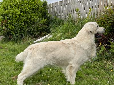 IKC Registered Golden Retriever puppies in Offaly