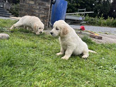 IKC Registered Golden Retriever puppies in Offaly