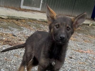 IKC Registered Working Line German Shepherd puppies in Tipperary