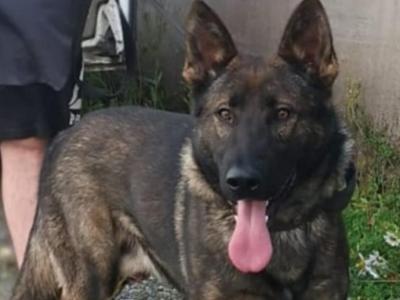 IKC Registered Working Line German Shepherd puppies in Tipperary