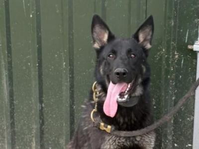 IKC Registered Working Line German Shepherd puppies in Tipperary