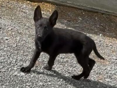IKC Registered Working Line German Shepherd puppies in Tipperary