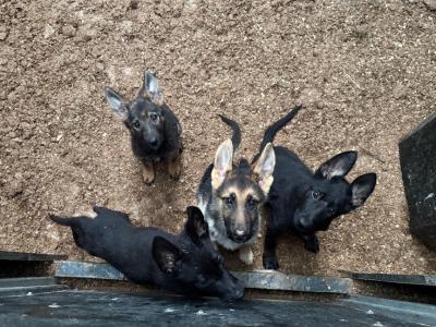 IKC Registered Working Line German Shepherd puppies in Tipperary