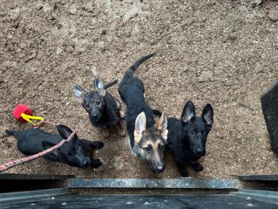IKC Registered Working Line German Shepherd puppies in Tipperary
