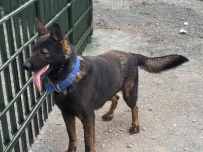 IKC Registered Working Line German Shepherd puppies in Tipperary