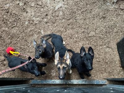 IKC Registered Working Line German Shepherd puppies in Tipperary