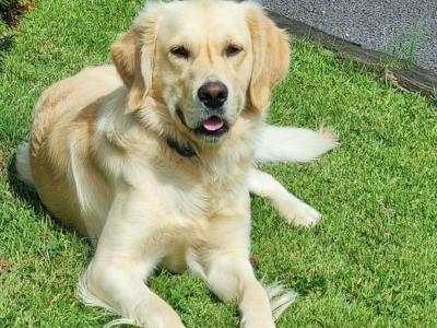 Purebreed Golden Retriever