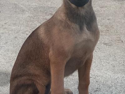 Belgian Malinois puppies in Laois