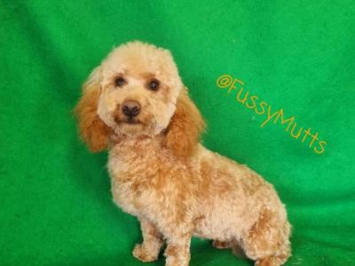 2 Maltipoo puppies in Offaly