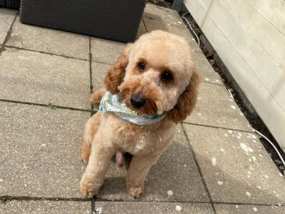 2 Maltipoo puppies in Offaly