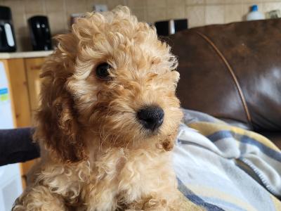 2 Maltipoo puppies in Offaly
