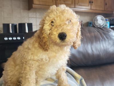2 Maltipoo puppies in Offaly