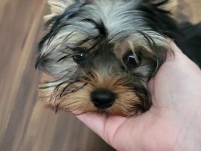 Yorkshire Terrier Miniture puppies IKC Registered(pending) in Dublin