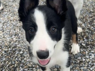Gorgeous Border Collie puppies in Laois. Very Friendly and Playful
