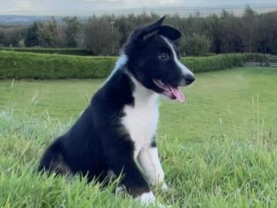 Gorgeous Border Collie puppies in Laois. Very Friendly and Playful
