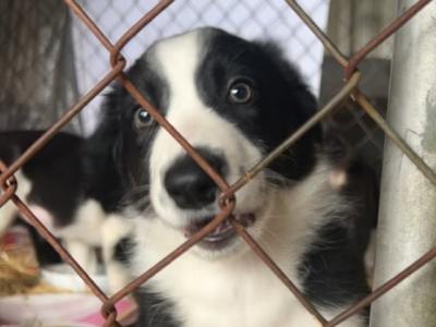 Gorgeous Border Collie puppies in Laois. Very Friendly and Playful
